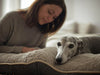 Orthopedic Memory Foam Dog Beds for Large Dogs: Supporting Sighthounds Who Sleep More Than Most