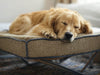 Elevated Orthopedic Dog Bed: Why Some Dogs Need to Sleep Elevated (and When It’s a Concern)