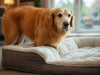 Dog Beds for Older Dogs: What Your Dog’s Sleeping Position Says About Their Health and Comfort